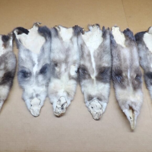 1 Pcs Professionally Tanned Opossum Hide Perfect for Crafts & Taxidermy Real Fur - Picture 3 of 3